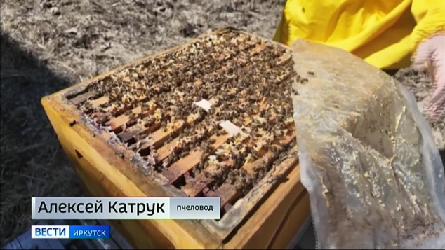 У пчел в Прибайкалье начался трудовой сезон, как и у хозяев медовых пасек