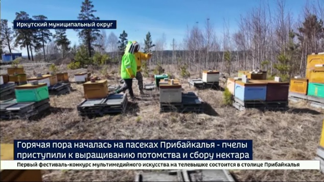 Круглосуточный труд ради сладкой жизни. У пчел в Прибайкалье начался сезон сбора нектара и демографического роста