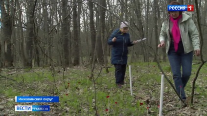 Как следят за численностью растений в Воронинском заповеднике