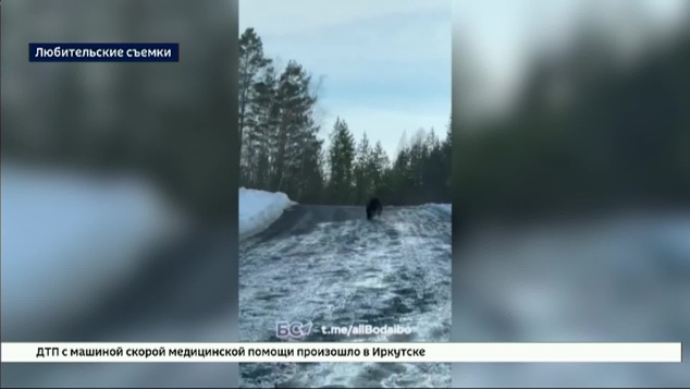 Медвежий сезон в Прибайкалье открыт — косолапого заметили жители Бодайбо