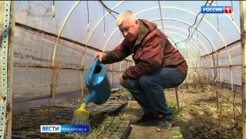 «Ягоды размером с монету»: хабаровские учёные «научили» клюкву расти на дачах