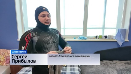 День водолаза отмечают профессиональные ныряльщики Приморья