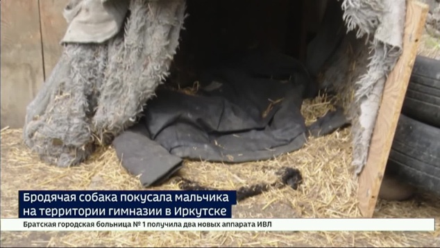 Бродячая собака набросилась на ребенка в гимназии № 1 Иркутска