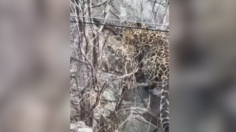 Очевидцы засняли редкого дальневосточного леопарда у дороги в Китае