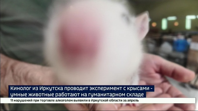 Кинолог из Иркутска проводит эксперимент с крысами — умные животные работают на гуманитарном складе
