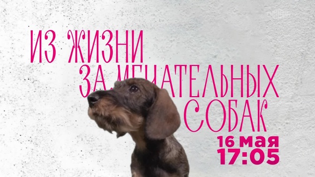 Из жизни замечательных собак. 16 мая