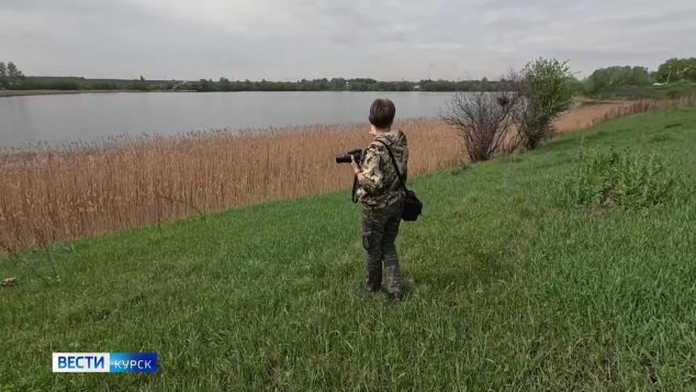 В Курске на Ушаковском пруду заметили стаю лебедей