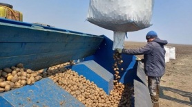 В Приамурье высаживают картофель: техника и удобрения по программе господдержки увеличат урожайность