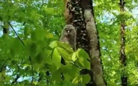 В горах Кавказа сняли на видео лису-безбилетницу и уверенного медведя