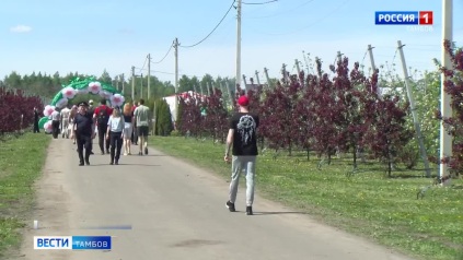 Мичуринские яблони в цвету