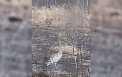 Краснокнижную выпь заметили в Лопчинском заказнике