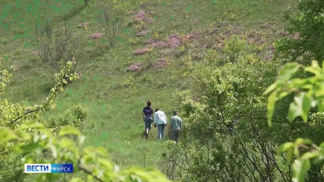 В Курской области распустился волчеягодник боровой