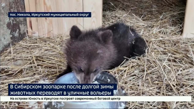 Ждали солнце. В Сибирском зоопарке после долгой зимы животных переводят в уличные вольеры