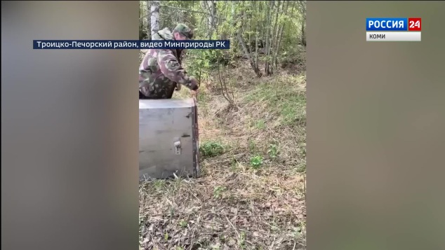 Спасённая маленькая медведица Кира вернулась в родные леса