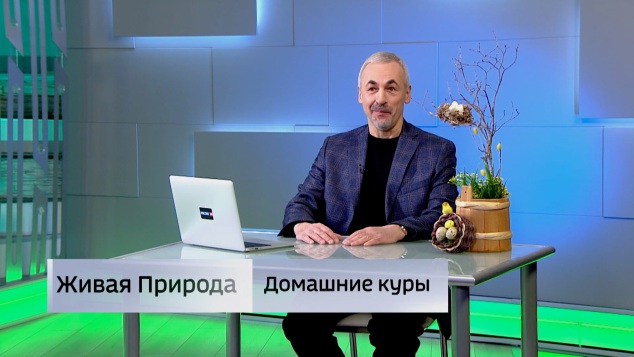 Живая природа. "Домашние куры". Эфир от 23.05.2026