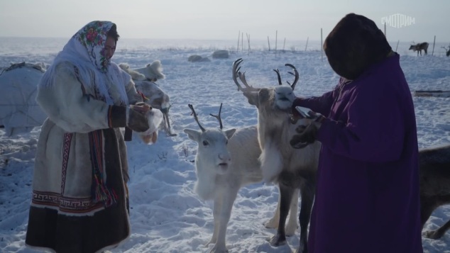 Тазовские ненцы. Загляни в глаза оленю