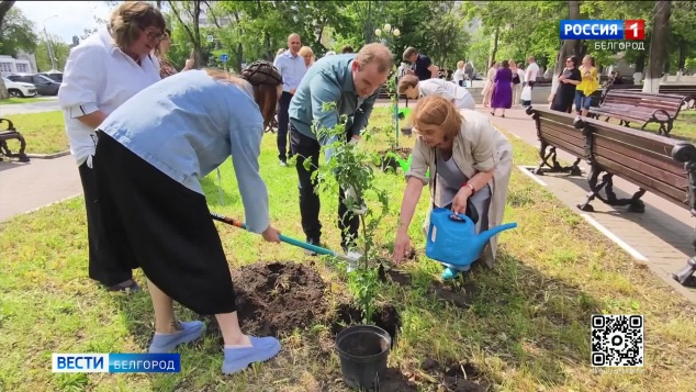 В Белгороде у стен драмтеатра появилась рябиновая аллея