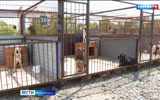 «Может спасти не одну собаку»: в крае вводят штрафы за отсутствие регистрации у домашних животных