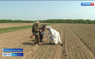 «Ими восторгаются!»: хабаровские учёные выращивают новые сорта пшеницы, чтобы вырастить местный хлеб