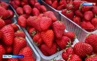 Роспотребнадзор напоминает: выбирайте ягоду в продаже с осторожностью – есть риск получить инфекцию