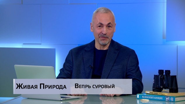 Живая природа. "Вепрь суровый". Эфир от 30.05.2026