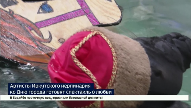 В иркутском нерпинарии готовят подарок ко Дню города