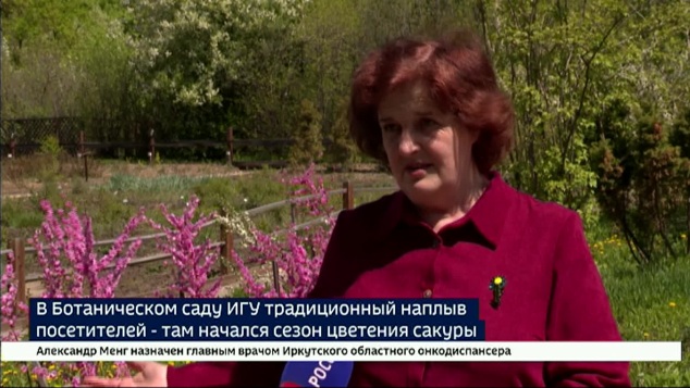 Яркие краски и быстротечность жизни. В Ботаническом саду ИГУ — сезон цветения сакуры