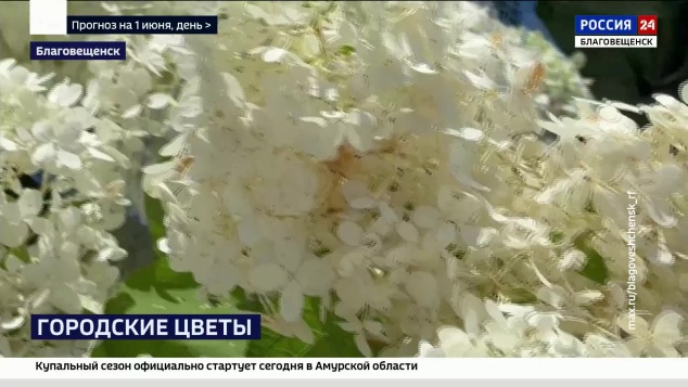 В Благовещенске впервые высадили более 500 гортензий и почти 8 тысяч торений