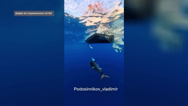 Нашествие гигантских тунцов у берегов Приморья: чего опасаются ученые?
