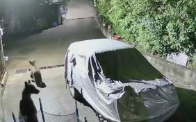 Медведи по ночам ходят по улицам сочинского села Богушевка