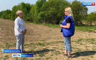 Хабаровские селекционеры экспериментируют с сортами зерна для создания местного хлеба