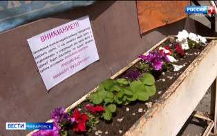 «Это можно расценивать как кражу»: случаи похищения уличных цветов участились в Хабаровске