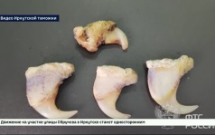Когти льва обнаружили иркутские таможенники в багаже пассажира рейса в Китай