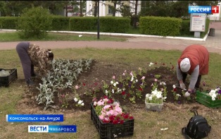 Устойчивые к суровой погоде цветы украсили улицы и площади Комсомольска-на-Амуре