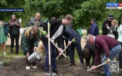 В поселке Майский Белгородского округа высадили аллею роз