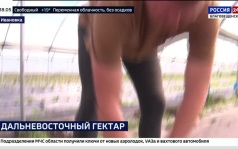 10 лет "Дальневосточному гектару": как амурская семья превратила земли в ягодный бизнес