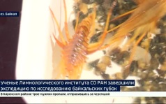 Начала восстанавливаться. Иркутские ученые завершили экспедицию по исследованию байкальских губок
