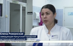 Иркутская городская ветеринарная клиника возобновила работу в круглосуточном режиме