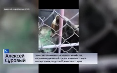 "Спасите Майку": жестокая история медведицы из Приморья прогремела на всю страну
