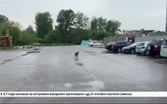 Шесть безнадзорных собак отловили на улице Сарафановской в Иркутске