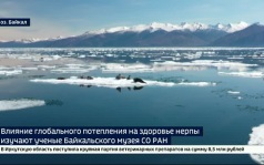 Влияние глобального потепления на поведение и здоровье нерпы изучают ученые Байкальского музея СО РАН