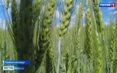 Вредная черепашка атаковала тамбовские поля