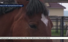 Байкальский фестиваль конного спорта для людей с особенностями здоровья стартовал в Иркутском муниципальном округе