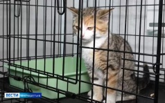 Стационарный приют для кошек в Ингушетии на грани закрытия