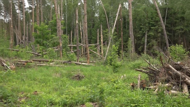 Эфир 18.06.2026 · 11:30