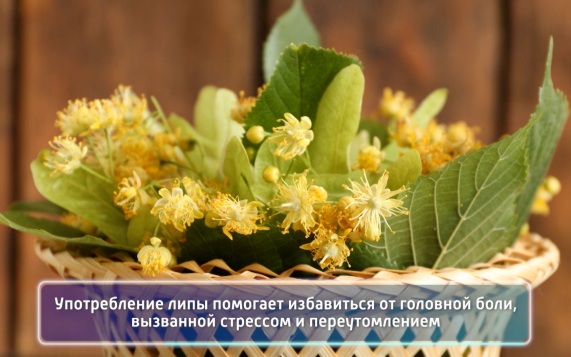 Липа, ульетерапия, хронический стресс. Эфир 17.06.2026
