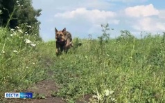 Собаки помогают разминировать курское приграничье