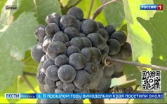 Эфир от 19.06.2026 (11:30)