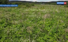 Вести Арктики с Еленой Юрьевой, эфир 19 июня 2026 г.