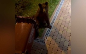 Медведи начали массово выходить к людям в Красной Поляне